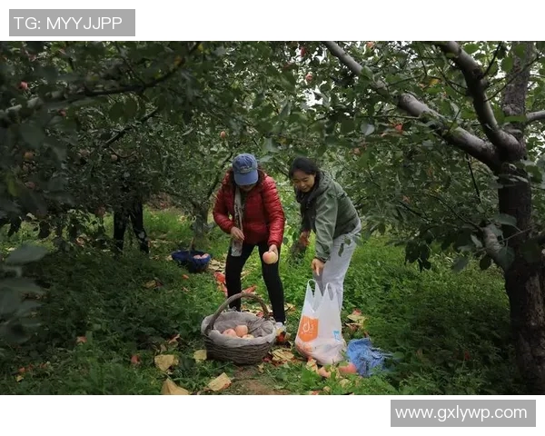 果园采摘之乐:体验自然美景与丰收的完美融合 果园采摘之乐:体验自然美景与丰收的完美融合